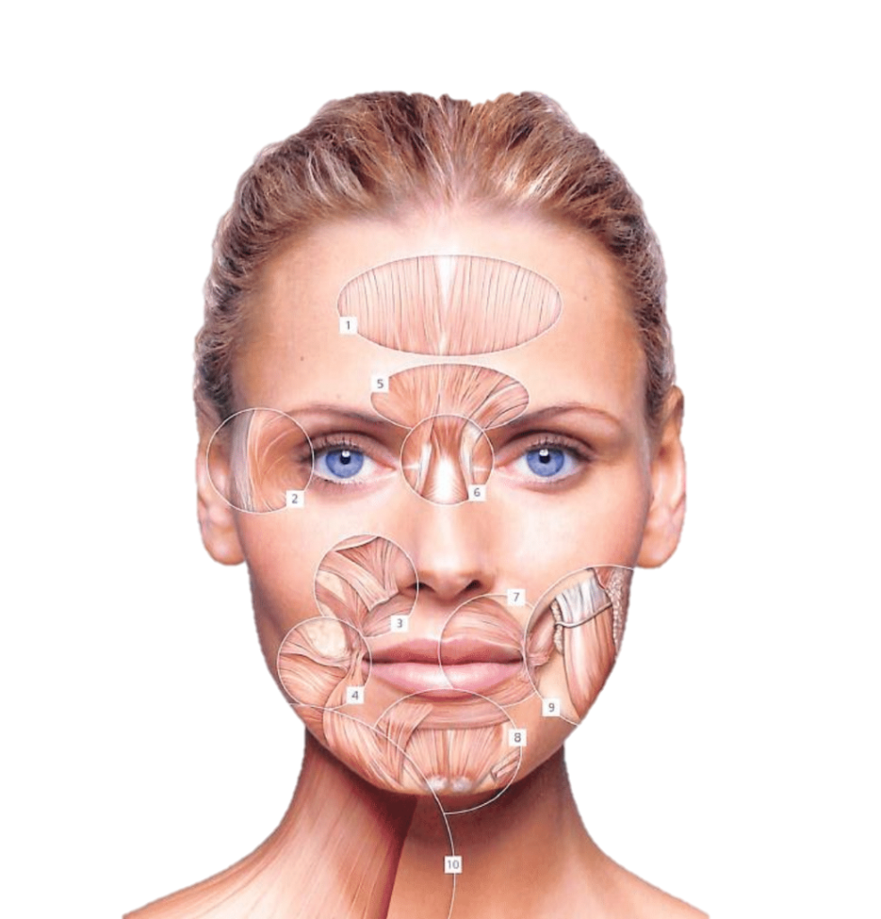 introduction to botox training