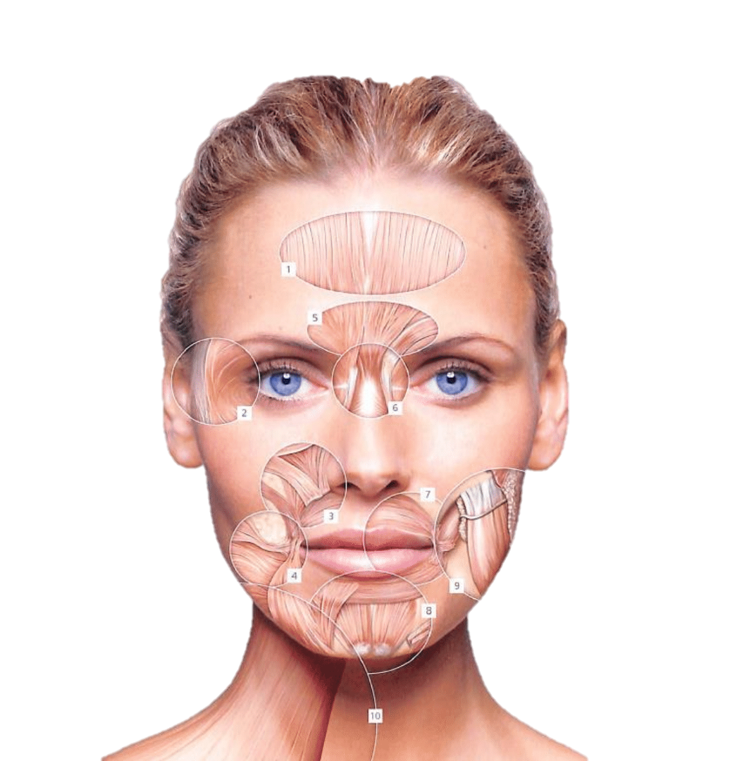 introduction to botox training
